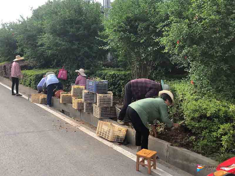 綠化養護